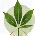 Iconiță reprezentând ingrediente naturale